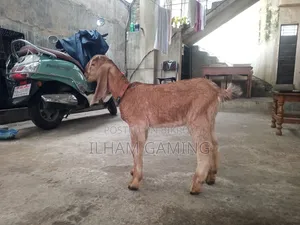 দুইটি পাটনায়া ছাগল