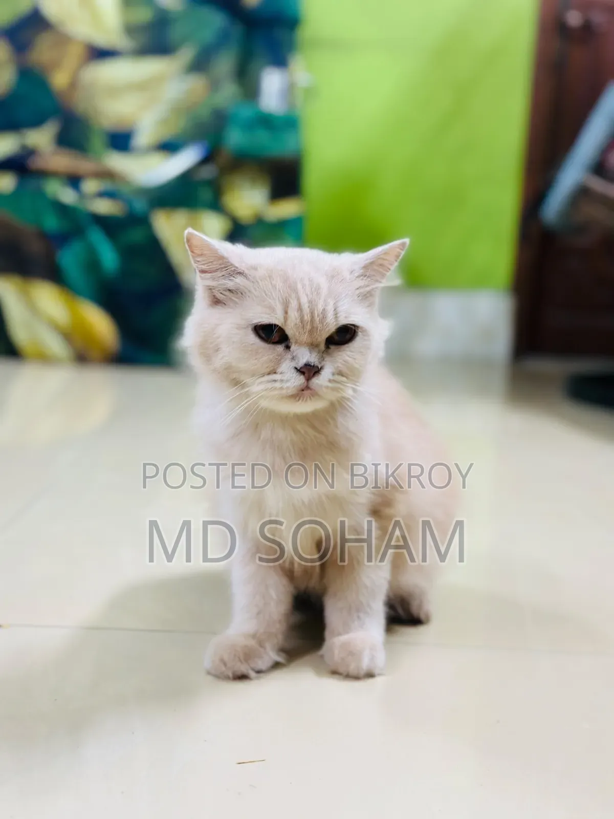 1-3 Months Female Purebred Persian Cat