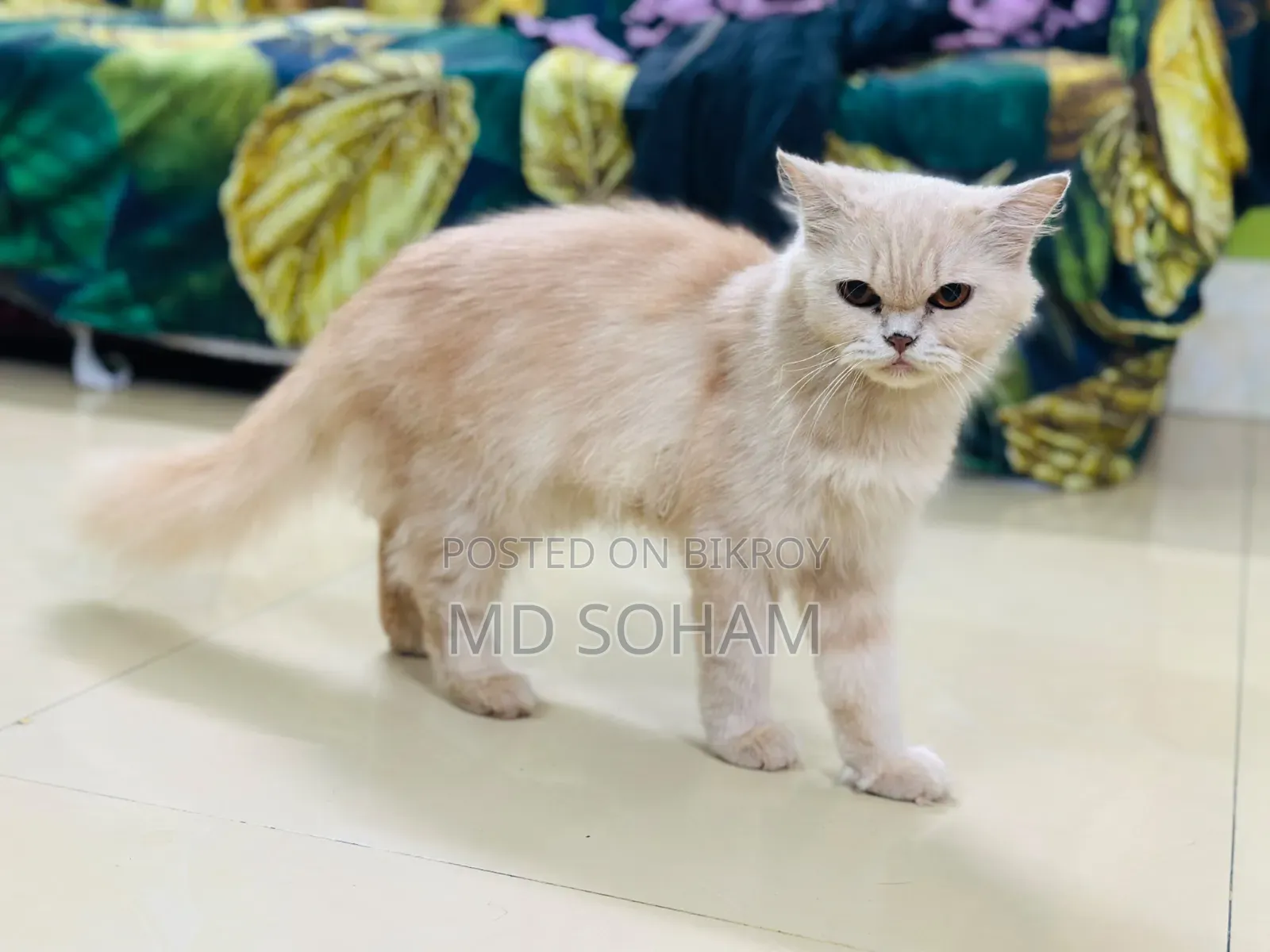 1-3 Months Female Purebred Persian Cat