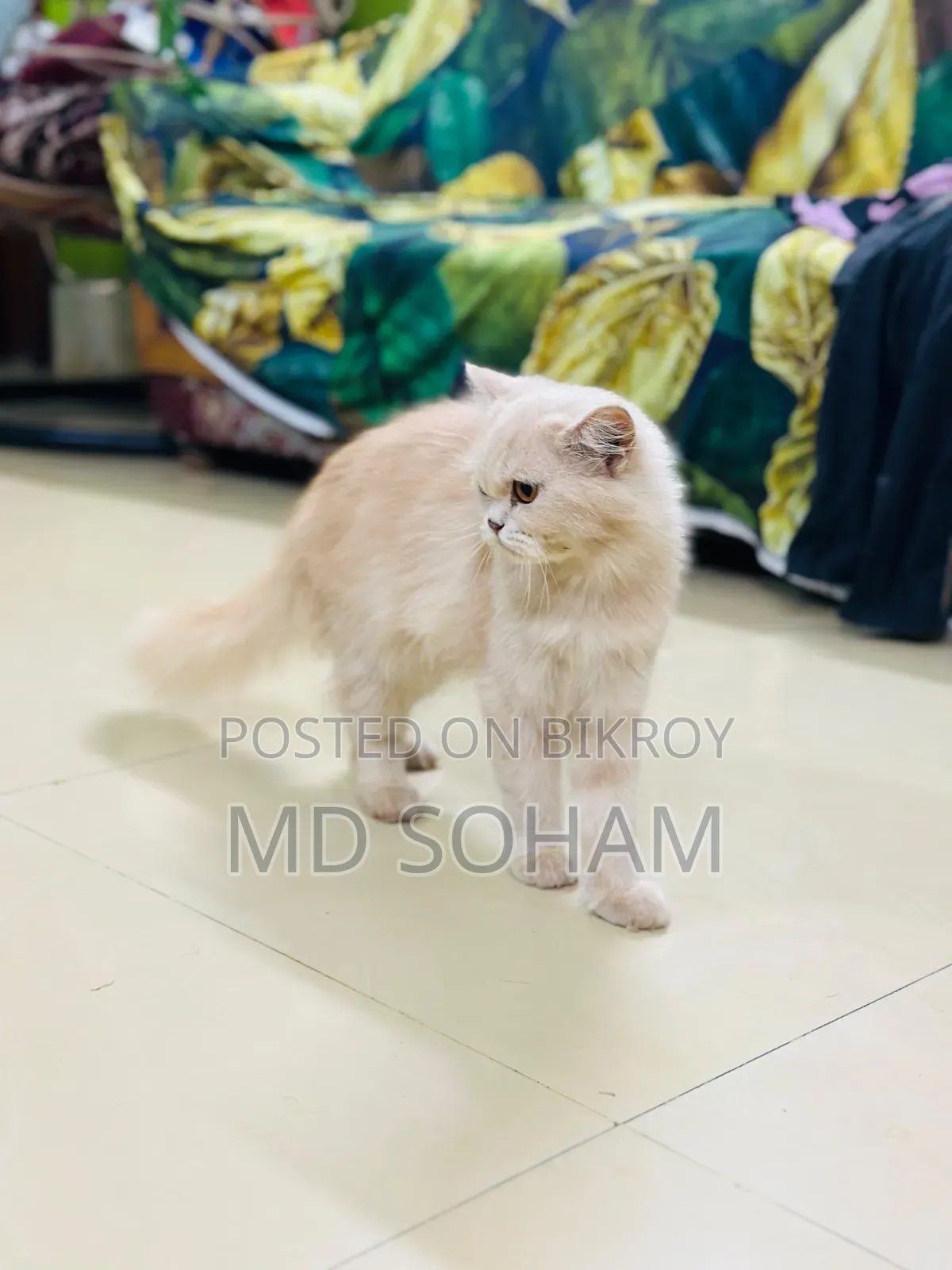 1-3 Months Female Purebred Persian Cat