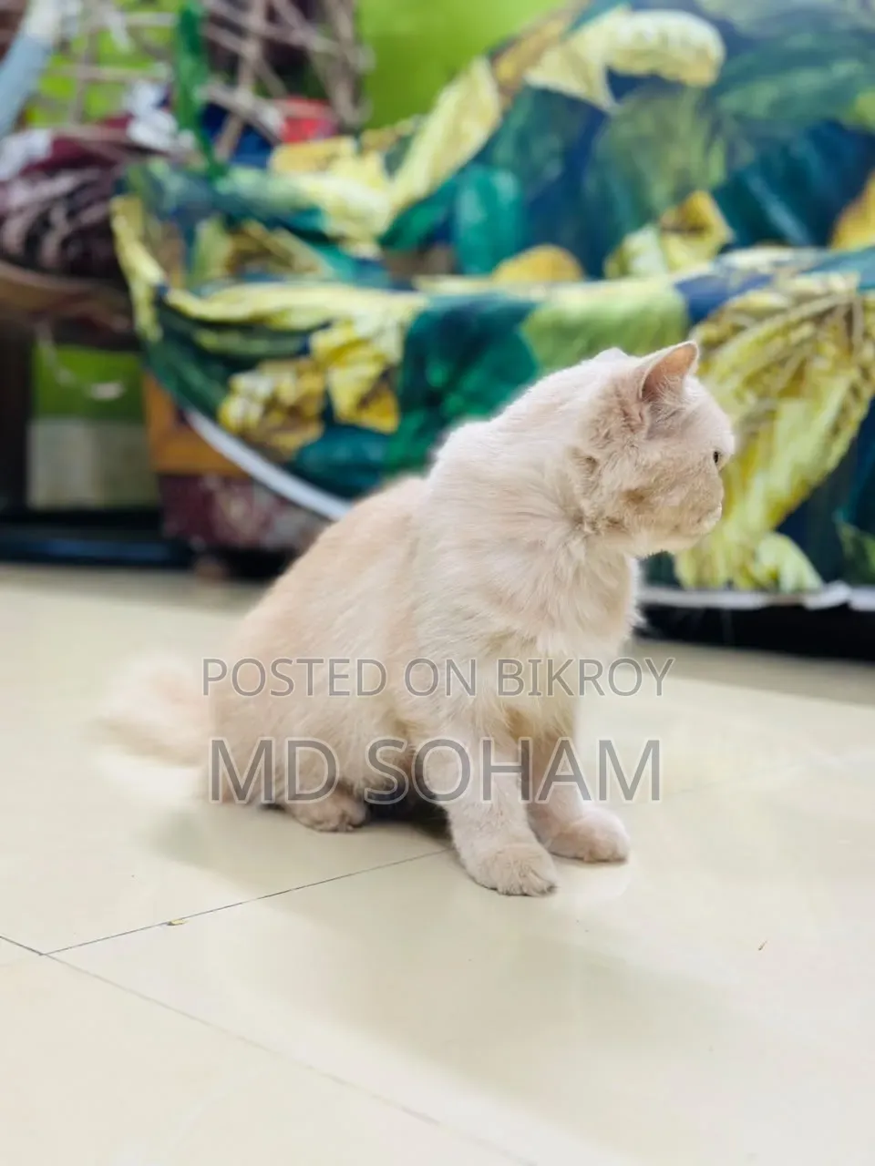 1-3 Months Female Purebred Persian Cat