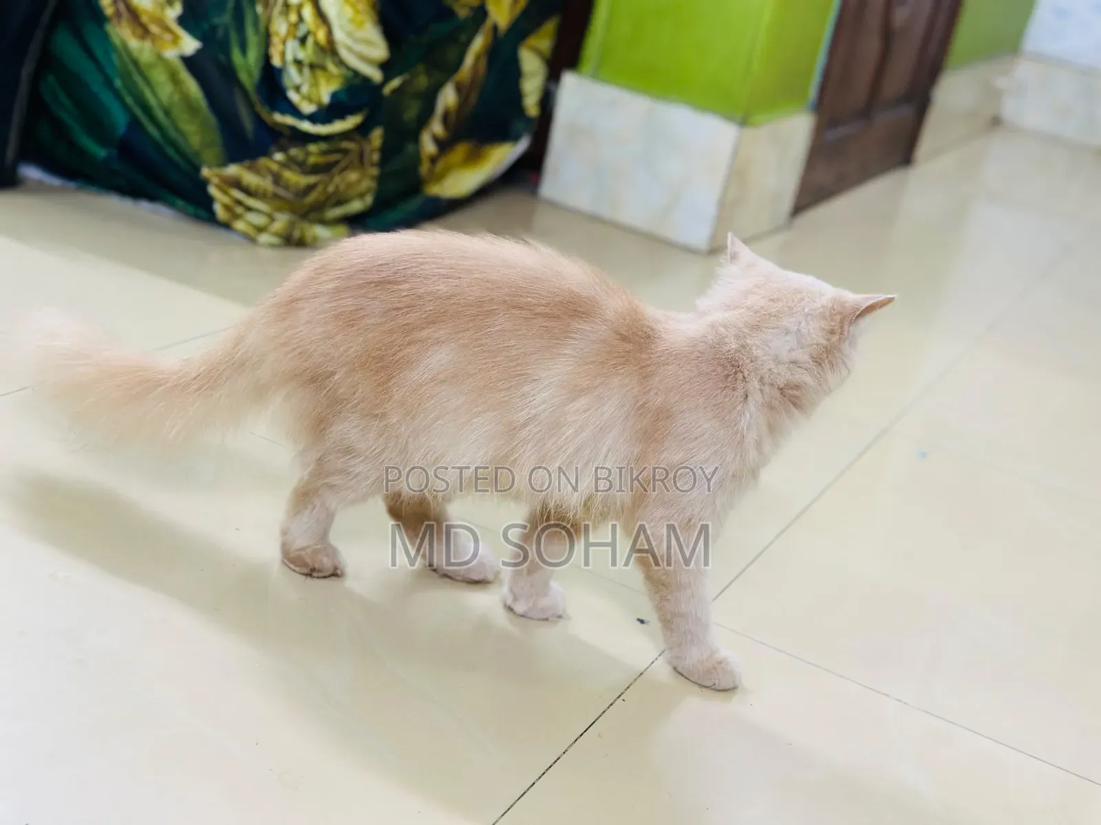 1-3 Months Female Purebred Persian Cat