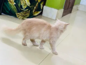 1-3 Months Female Purebred Persian Cat
