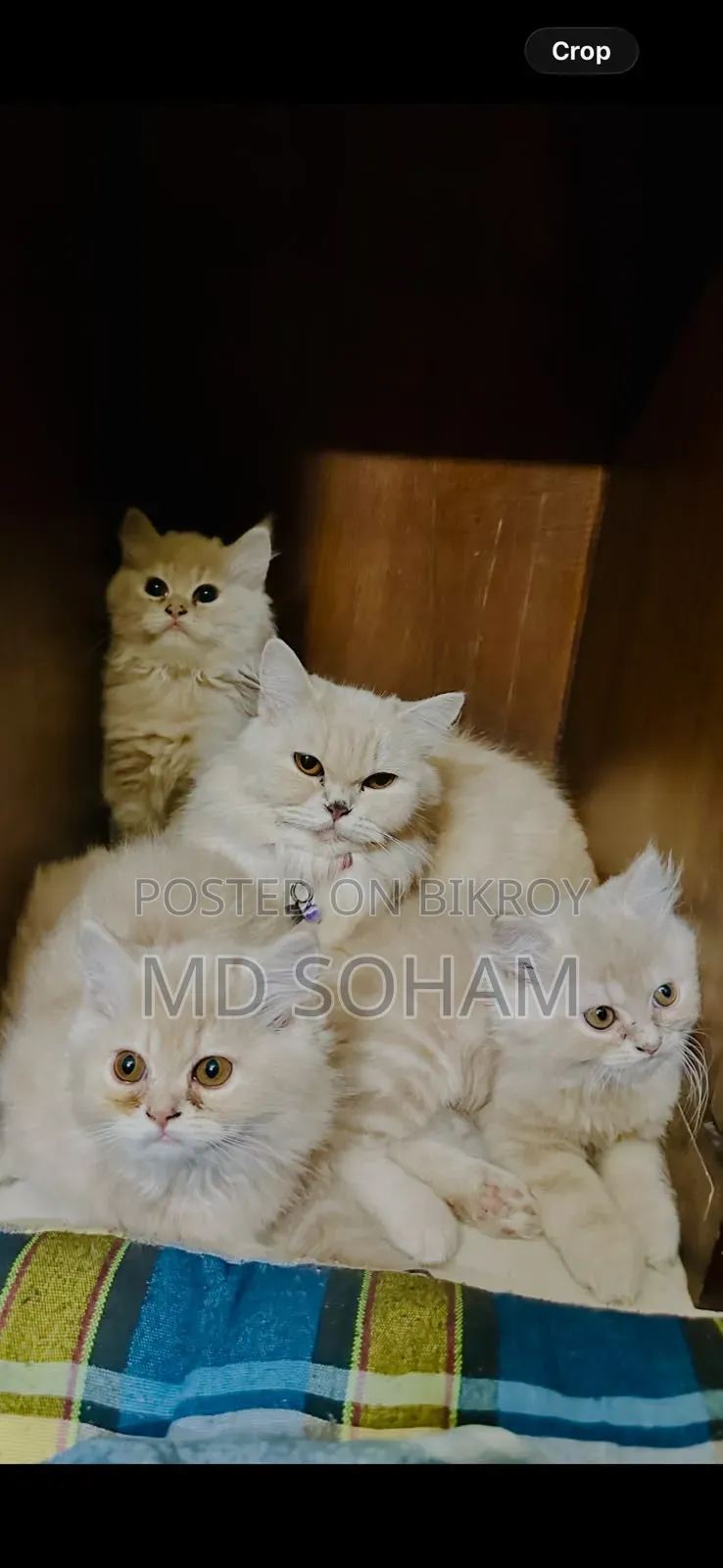 1-3 Months Female Purebred Persian Cat
