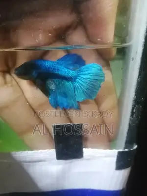 বেটা ফিশ