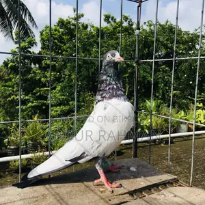 সাকি টেডি নর কবুতর