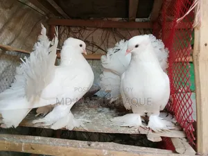 কবুতর সাদা