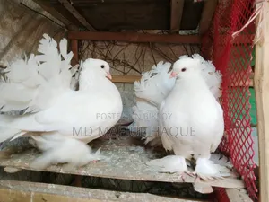 কবুতর সাদা