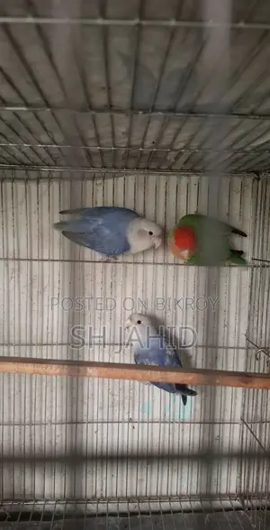 ভায়োলেট এবং গ্রিন ওপ্যালিন বিক্রি