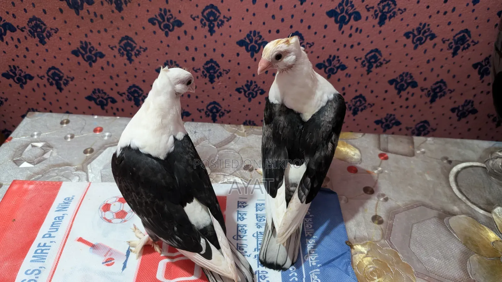 ব্ল্যাকলেস সাটিন