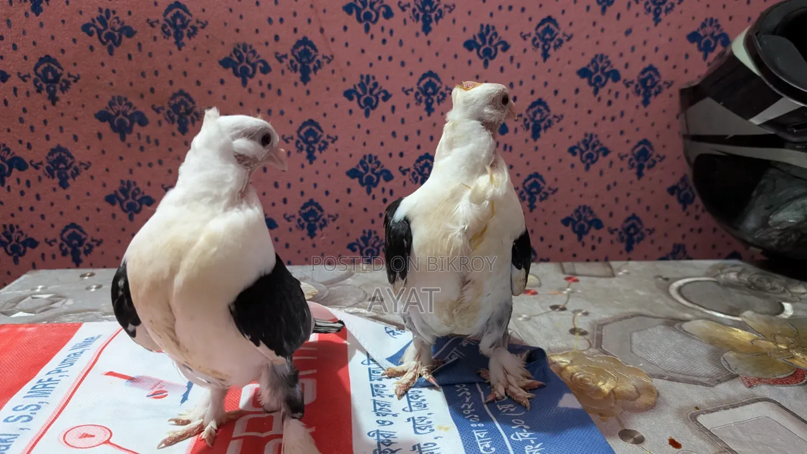 ব্ল্যাকলেস সাটিন