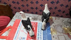 ব্ল্যাকলেস সাটিন