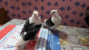 ব্ল্যাকলেস সাটিন