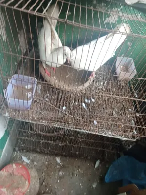 মুক্কি পায়রা বিক্রয়ের জন্য