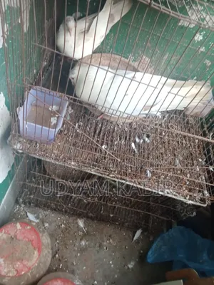 মুক্কি পায়রা বিক্রয়ের জন্য