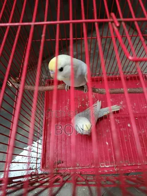 3 babies 2 months old