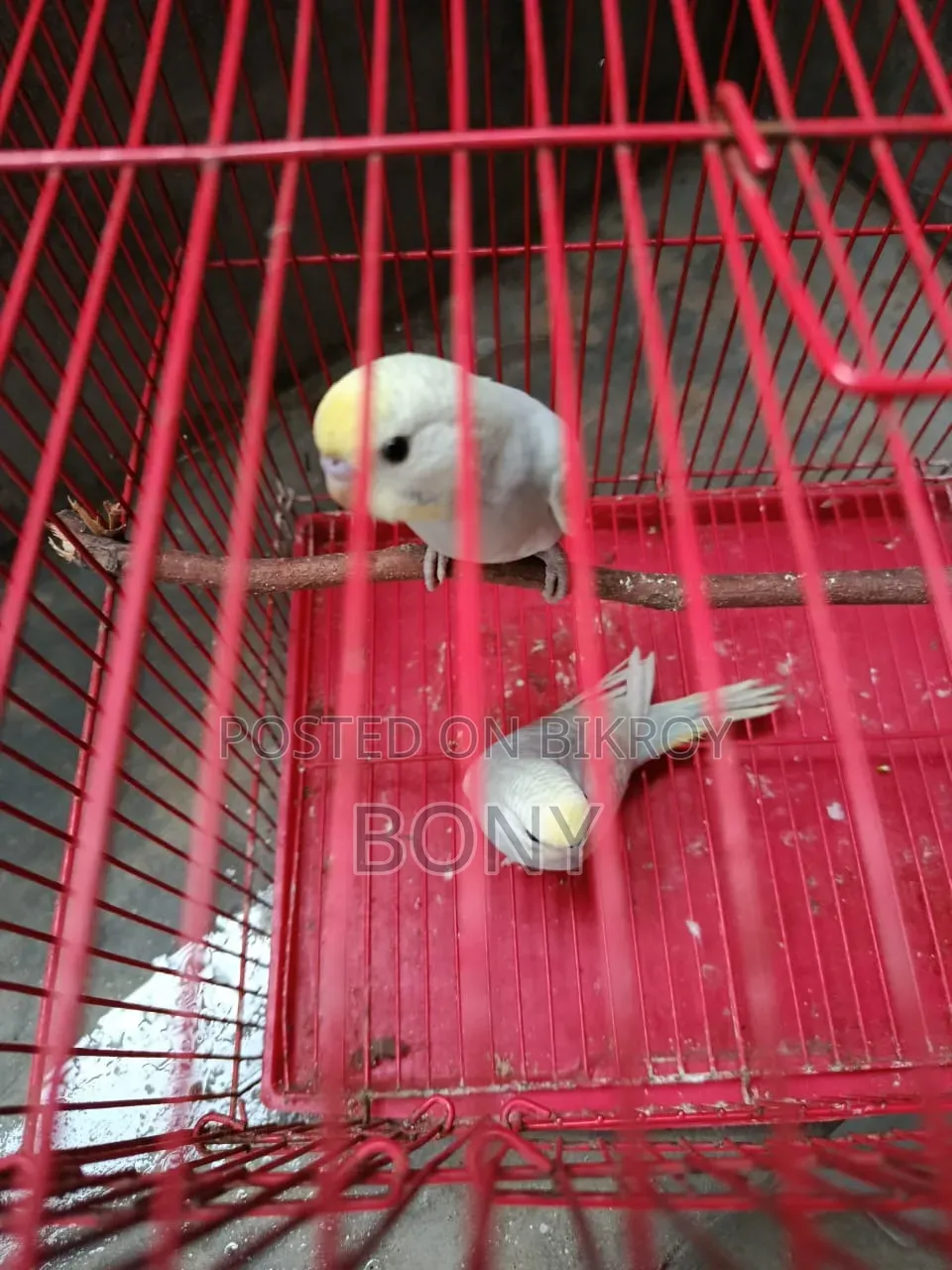 3 babies 2 months old