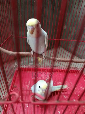 3 babies 2 months old
