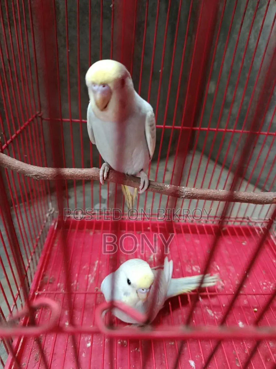 3 babies 2 months old