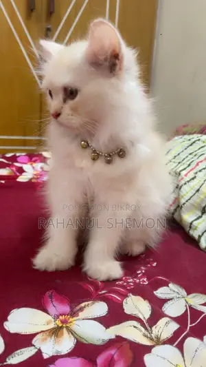 3-6 Months Female Purebred Persian Cat