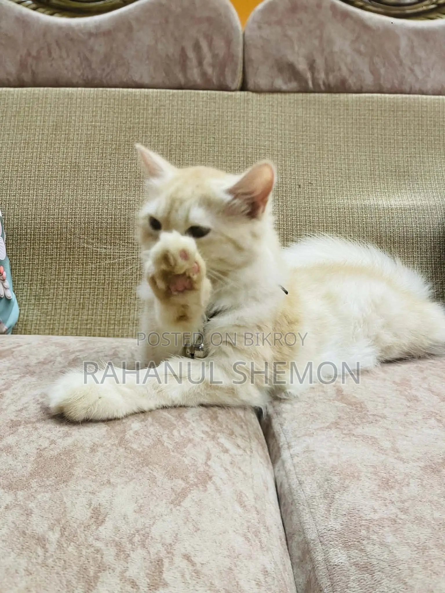 3-6 Months Female Purebred Persian Cat