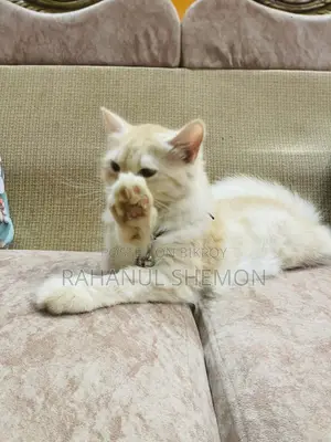 3-6 Months Female Purebred Persian Cat