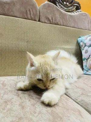 3-6 Months Female Purebred Persian Cat