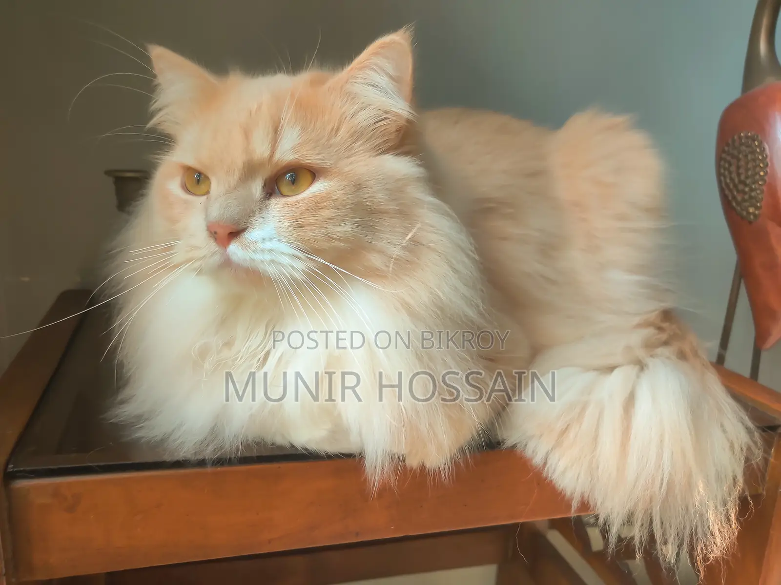 1+ Year Male Purebred Persian Cat