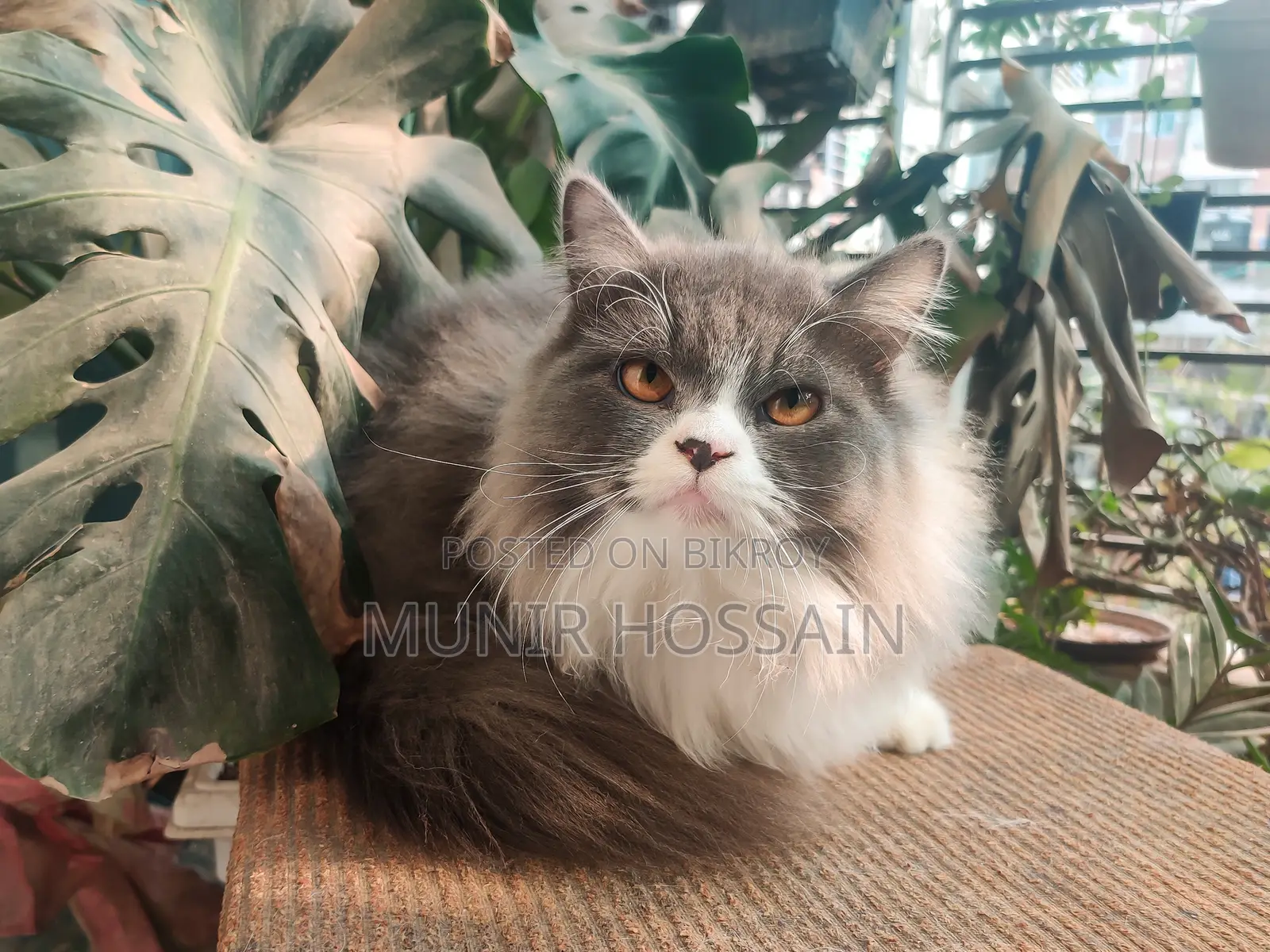 1+ Year Male Purebred Persian Cat