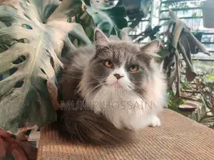 1+ Year Male Purebred Persian Cat