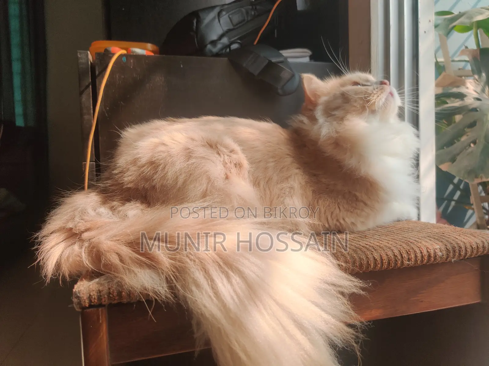 1+ Year Male Purebred Persian Cat