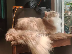 1+ Year Male Purebred Persian Cat