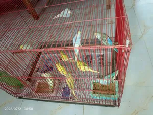 বাজরিগর পাখি বিক্রি হবে