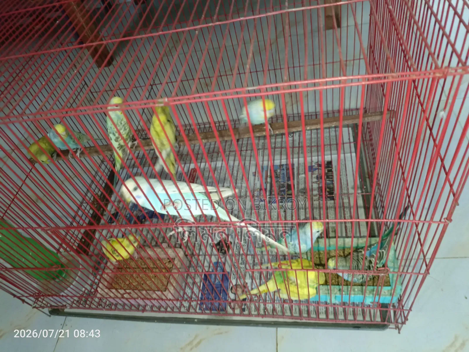 বাজরিগর পাখি বিক্রি হবে
