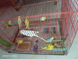 বাজরিগর পাখি বিক্রি হবে