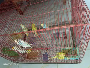 বাজরিগর পাখি বিক্রি হবে