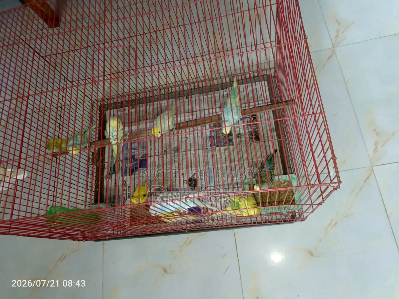 বাজরিগর পাখি বিক্রি হবে
