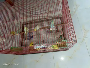 বাজরিগর পাখি বিক্রি হবে