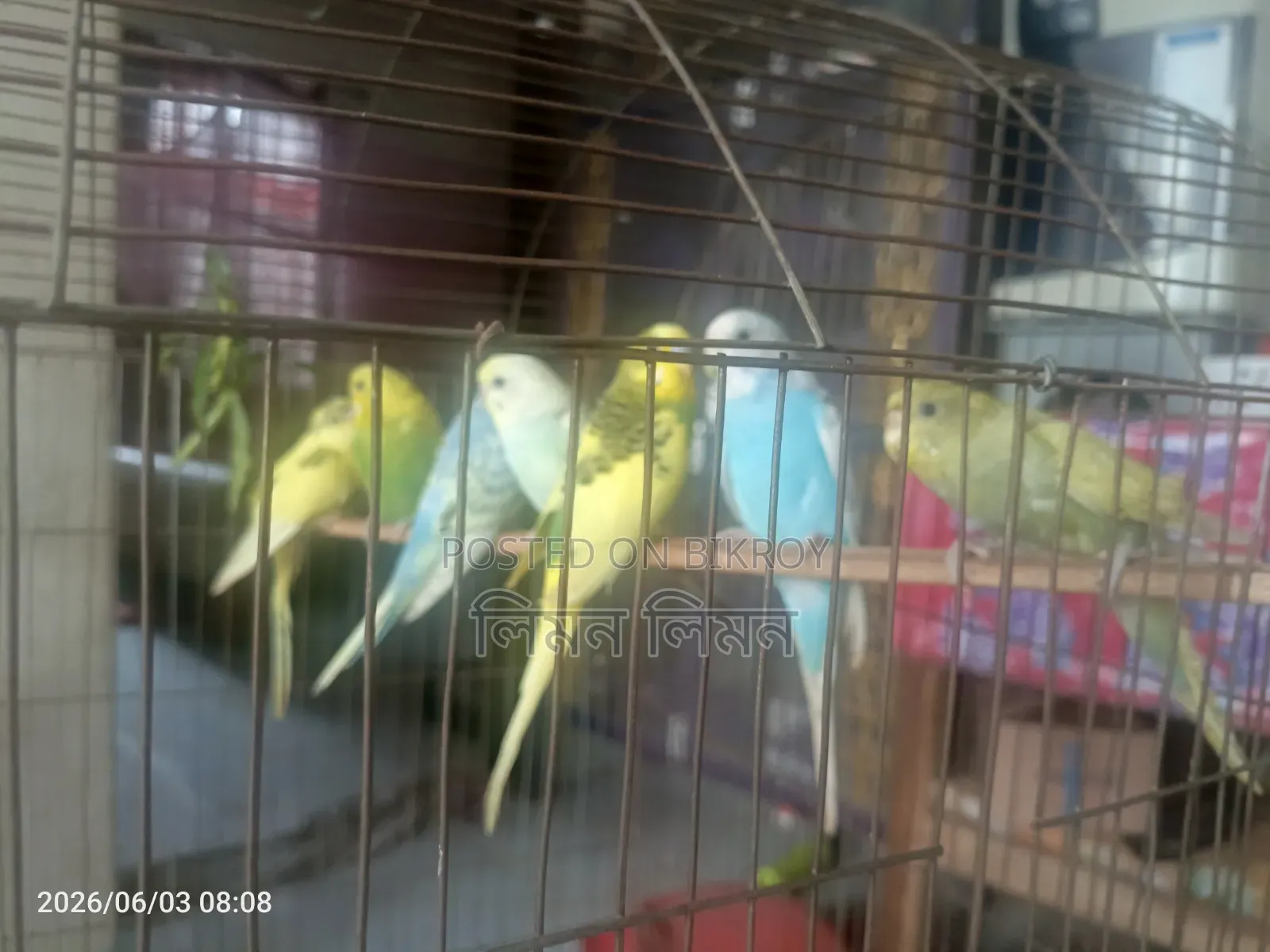 বাজরিগর পাখি বিক্রি হবে