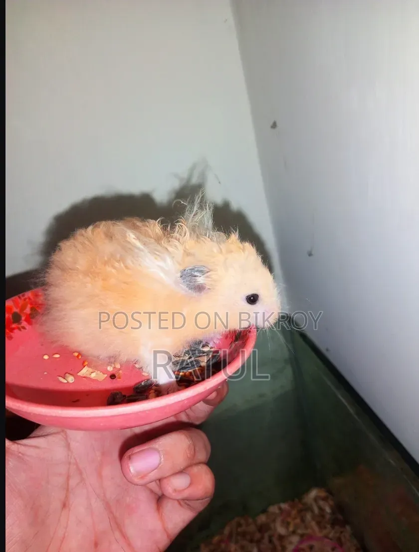 Male Hamster for Sell. ছেলে হ্যামস্টার বিক্রি হবে