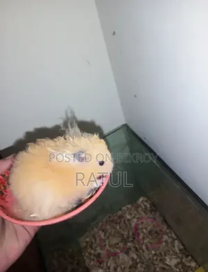 Male Hamster for Sell. ছেলে হ্যামস্টার বিক্রি হবে