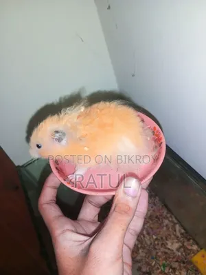 Male Hamster for Sell. ছেলে হ্যামস্টার বিক্রি হবে