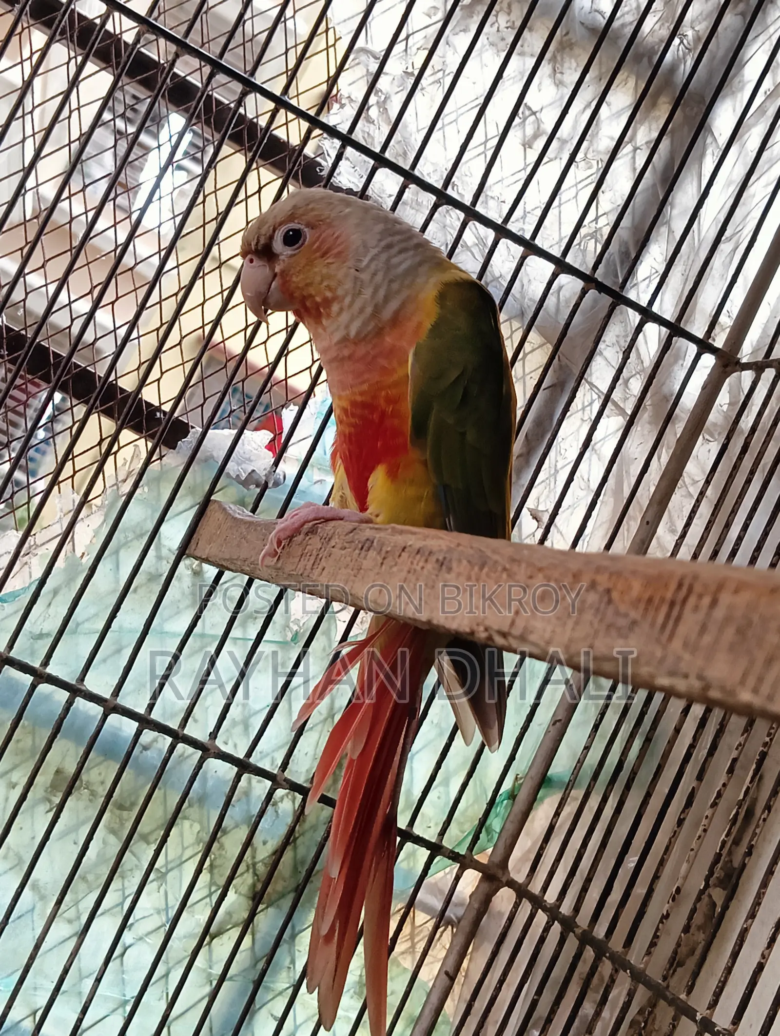 Pineapple Conure পাইনআপেল কনুর