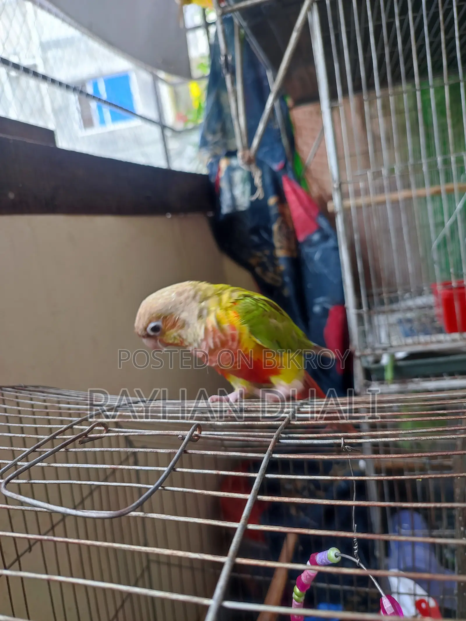 Pineapple Conure পাইনআপেল কনুর