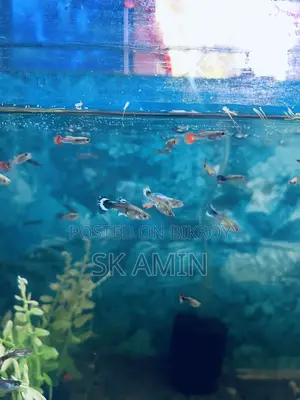 Mix Guppy Adult