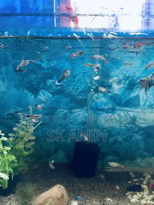 Mix Guppy Adult