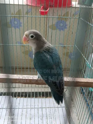 লাভ বার্ড বেবি