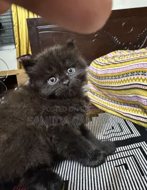 1-3 Months Male Purebred Persian
