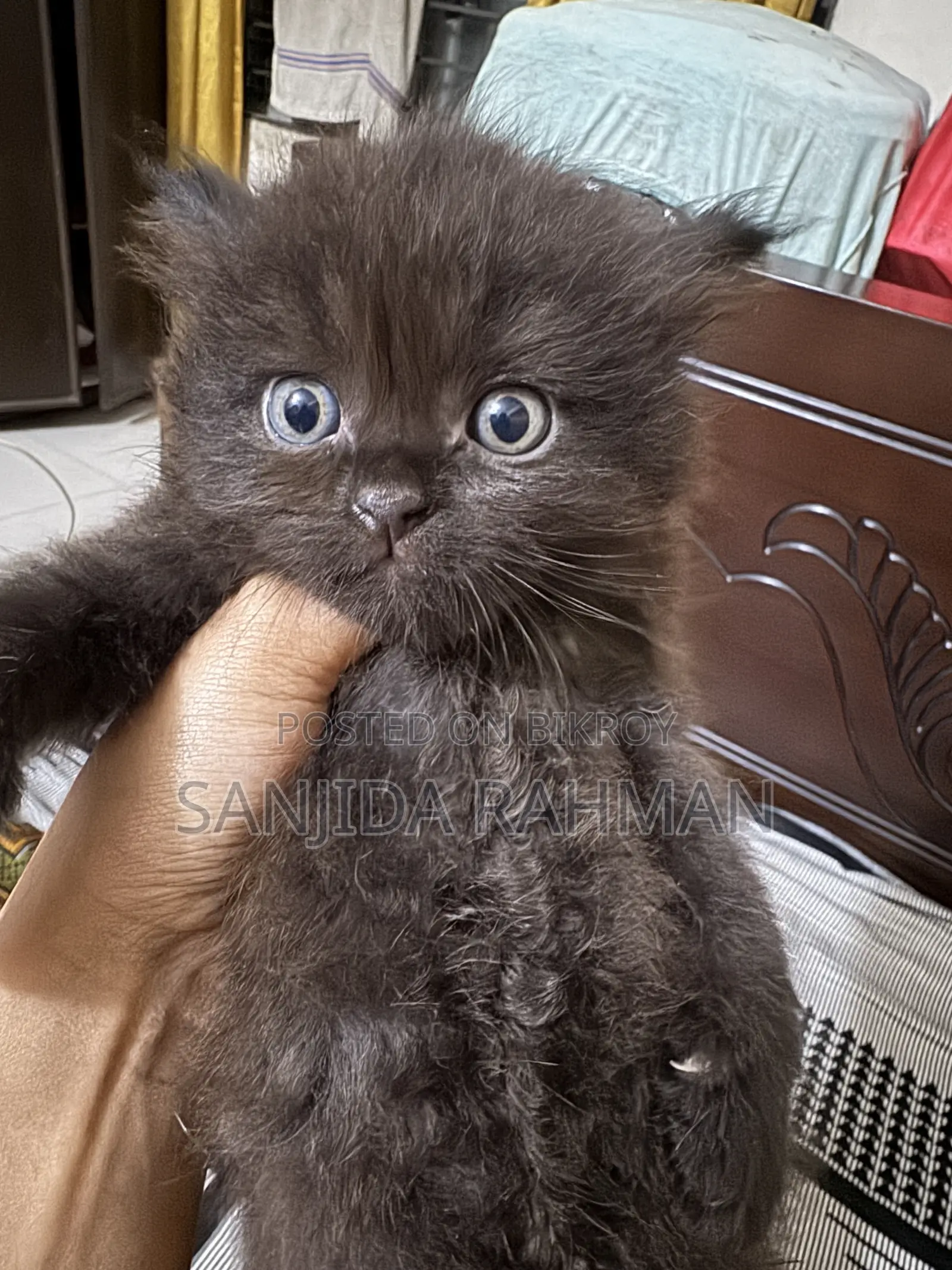 1-3 Months Male Purebred Persian
