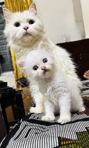 1-3 Months Male Purebred Persian